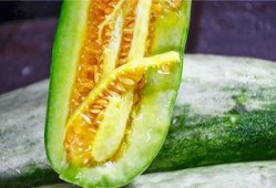 什么公众号可以吃网红瓜,揭秘热门公众号背后的秘密