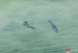 鱼鱼爆料的视频,精彩瞬间不容错过