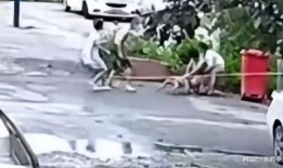 河南大狗爆料事件视频,真相与争议的交织