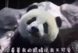 大哥爆料熊猫视频,熊猫视频背后的精彩瞬间