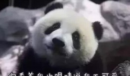大哥爆料熊猫视频,熊猫视频背后的精彩瞬间
