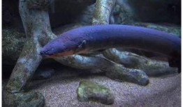 电鳗最新爆料视频下载,视频内容深度解析