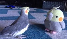 搞笑鹦鹉爆料视频,笑料百出，揭秘幕后趣闻