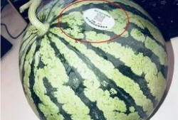 漳州网红吃瓜,揭秘当地美食圈热辣话题