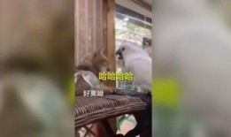 搞笑鹦鹉爆料视频,笑料百出，揭秘幕后趣闻