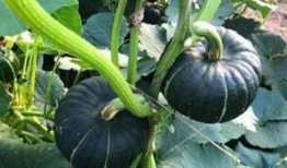 吃瓜网红的视频免费看,揭秘娱乐圈幕后故事