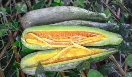 网红最新吃瓜爆料