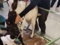 小羊爆料谣言视频,真相与误解的交织