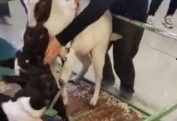 小羊爆料谣言视频,真相与误解的交织