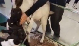 小羊爆料谣言视频,真相与误解的交织