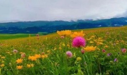 网红车晚晚吃瓜,网红车晚晚带你吃遍娱乐圈大瓜