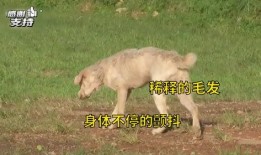 爆料救助狗狗视频播放,网友直播救助狗狗，温情满满引网友泪目