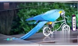 搞笑鹦鹉爆料视频,笑料百出，揭秘幕后趣闻